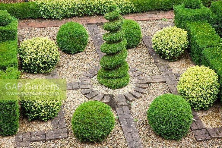 Buxus Sempervirens Variegata Spiral - View 8 from www redcrocus com