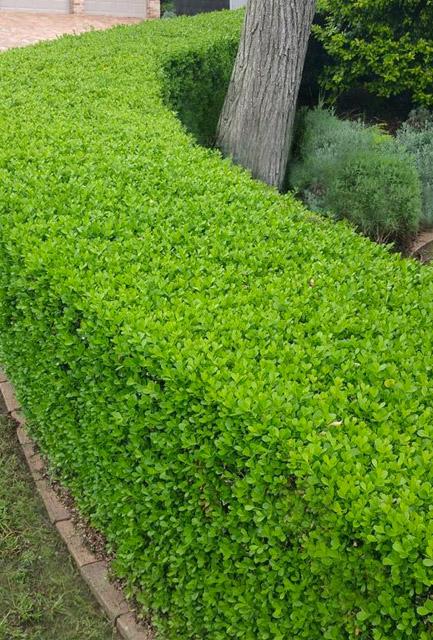 Buxus Sempervirens Hedge Form (instant Hedge) - View 10 from www redcrocus com