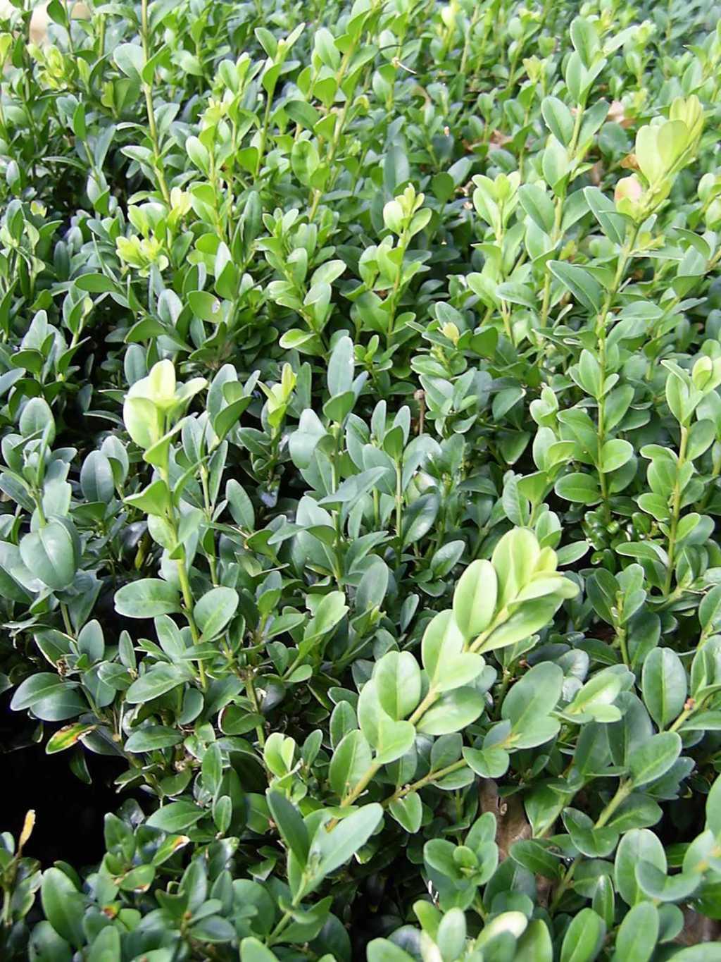 Buxus Sempervirens Hedge Form (instant Hedge) - View 11 from www redcrocus com