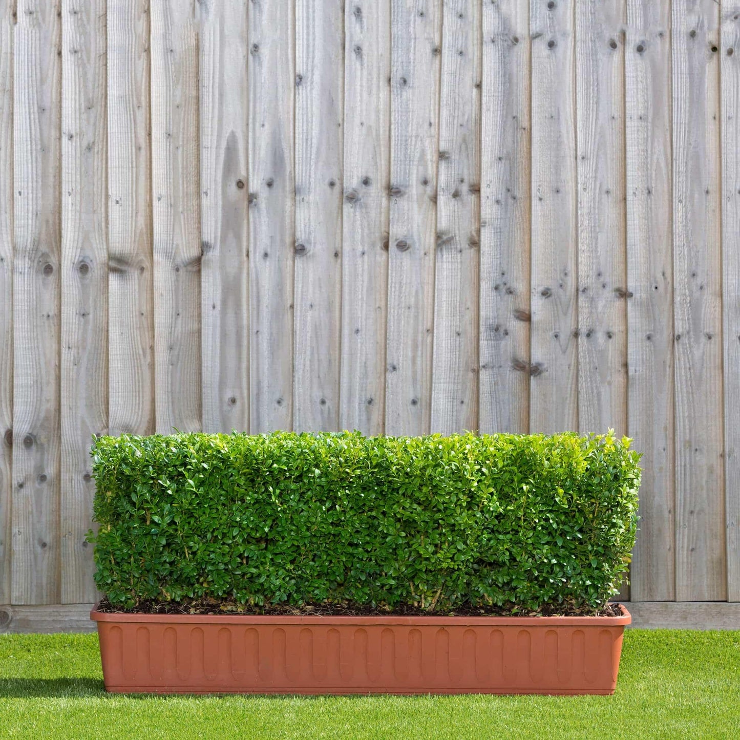 Buxus Sempervirens Hedge Form (instant Hedge) - View 12 from www redcrocus com