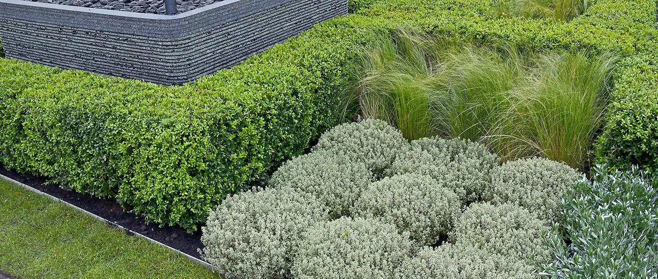 Buxus Sempervirens Hedge Form (instant Hedge) - View 13 from www redcrocus com