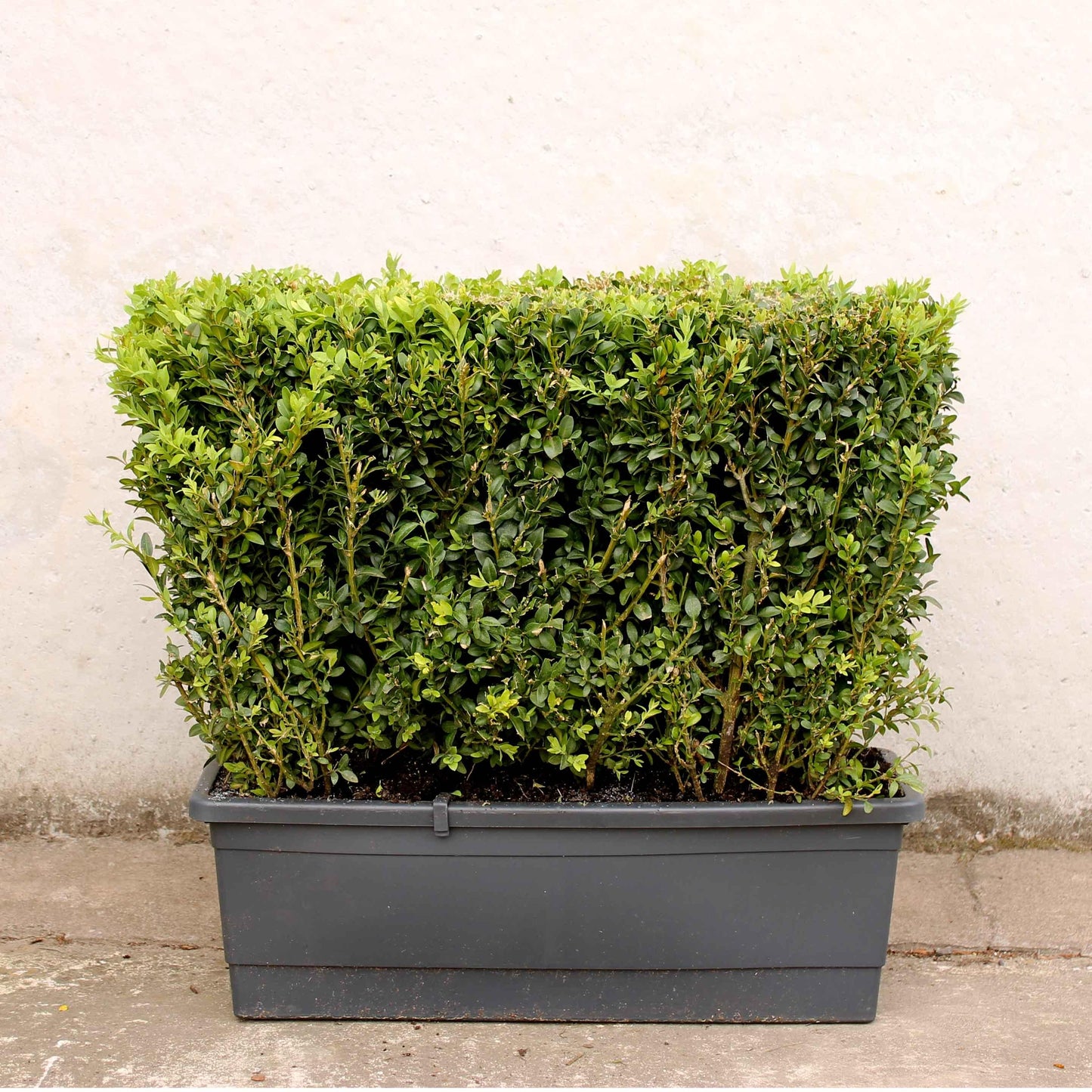 Buxus Sempervirens Hedge Form (instant Hedge) - View 1 from www redcrocus com