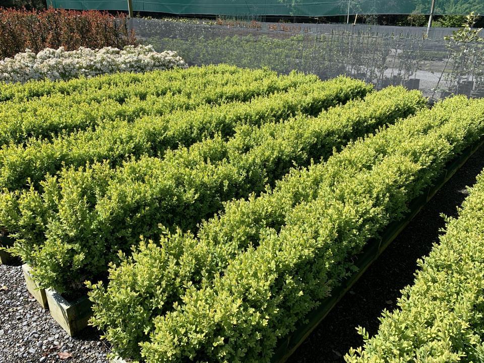 Buxus Sempervirens Hedge Form (instant Hedge) - View 2 from www redcrocus com