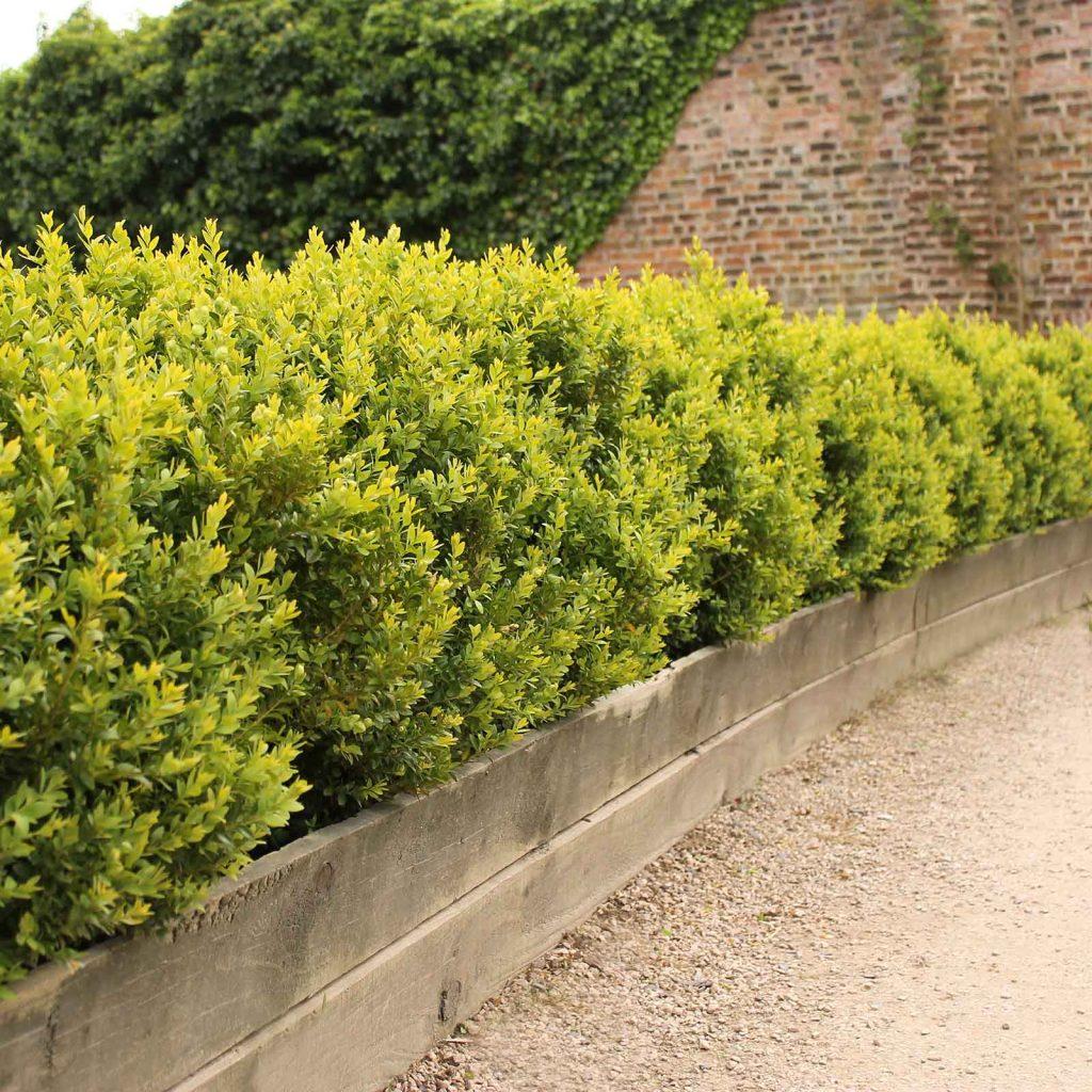 Buxus Sempervirens Hedge Form (instant Hedge) - View 3 from www redcrocus com