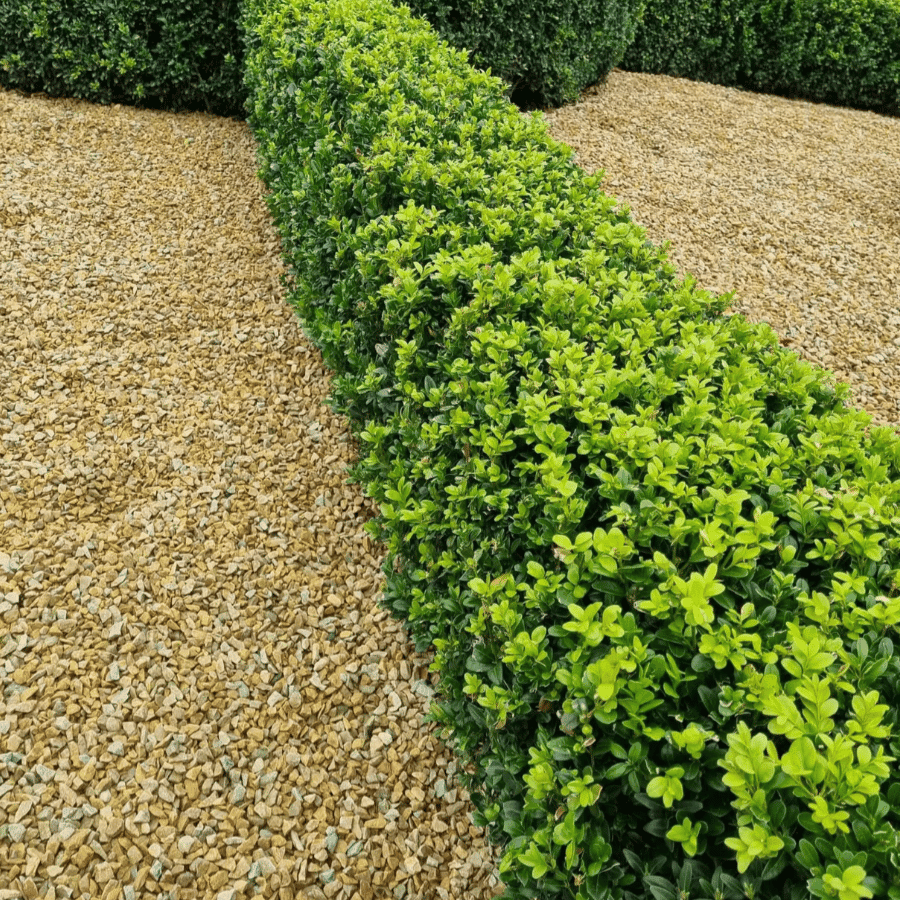 Buxus Sempervirens Hedge Form (instant Hedge) - View 4 from www redcrocus com