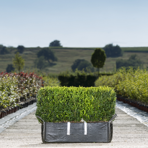 Buxus Sempervirens Hedge Form (instant Hedge) - View 5 from www redcrocus com