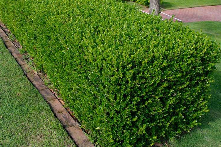 Buxus Sempervirens Hedge Form (instant Hedge) - View 6 from www redcrocus com