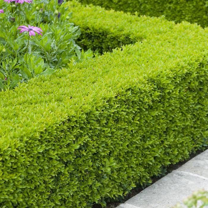 Buxus Sempervirens Hedge Form (instant Hedge) - View 7 from www redcrocus com