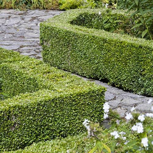 Buxus Sempervirens Hedge Form (instant Hedge) - View 8 from www redcrocus com