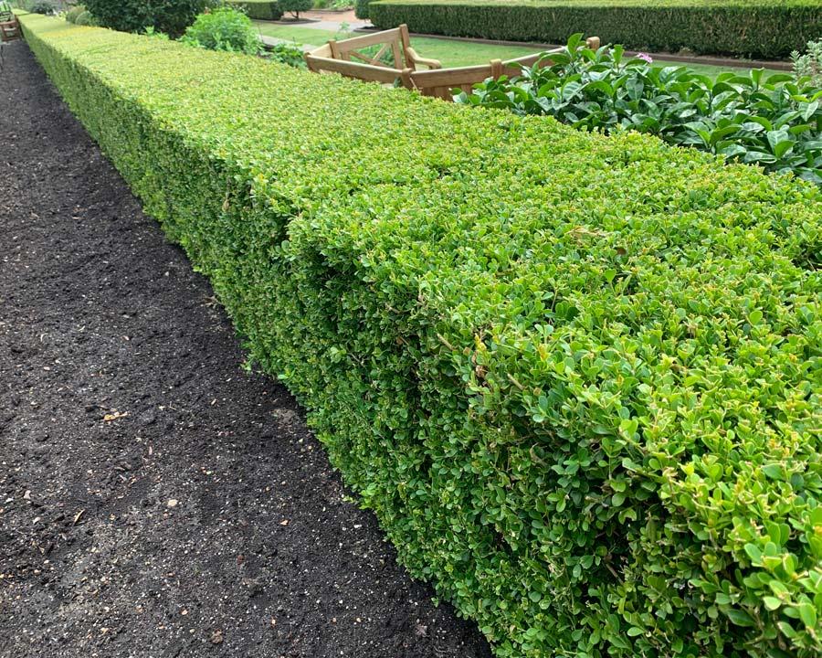 Buxus Sempervirens Hedge Form (instant Hedge) - View 9 from www redcrocus com