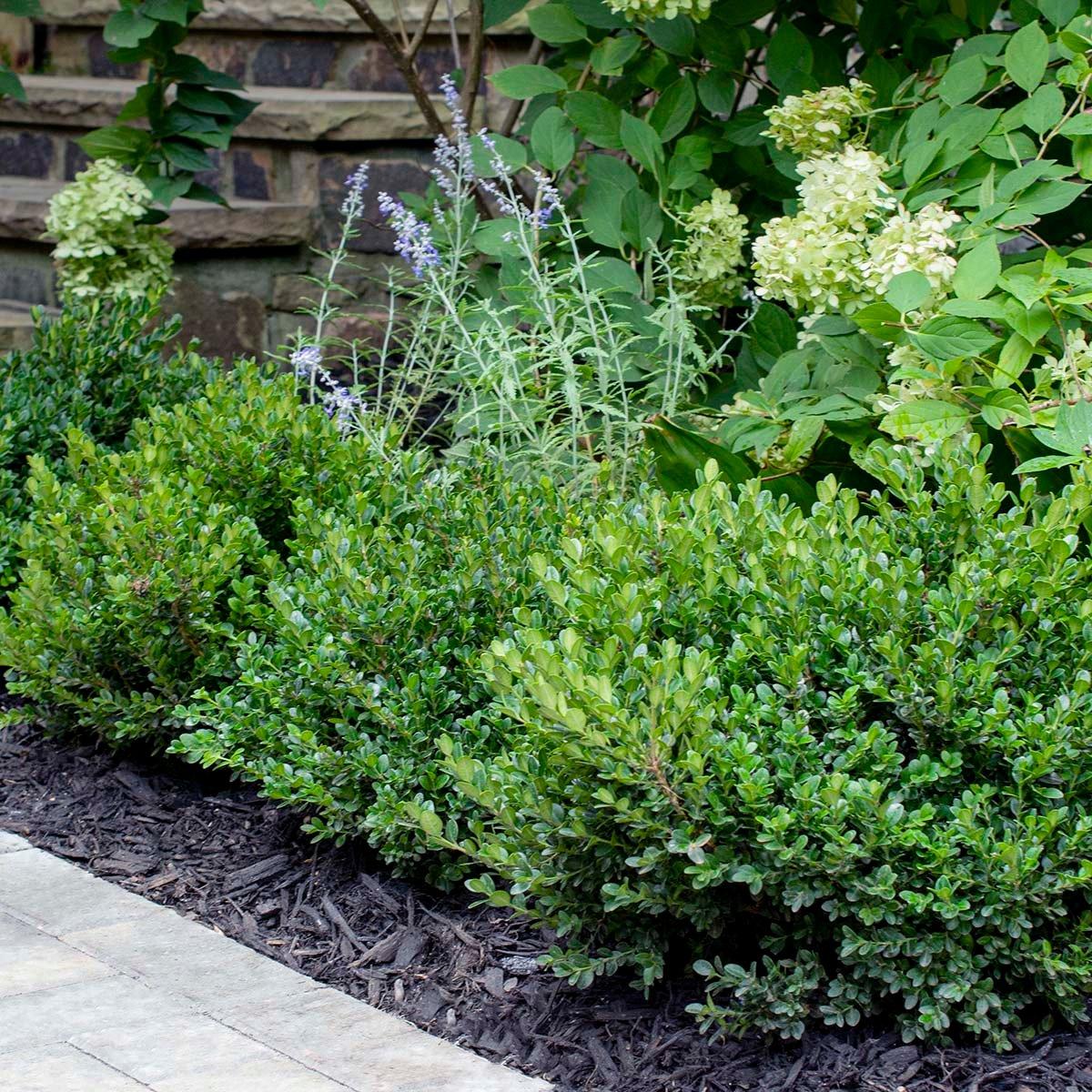 Buxus Microphylla Little Missy - View 10 from www redcrocus com