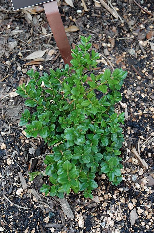 Buxus Microphylla Little Missy - View 12 from www redcrocus com