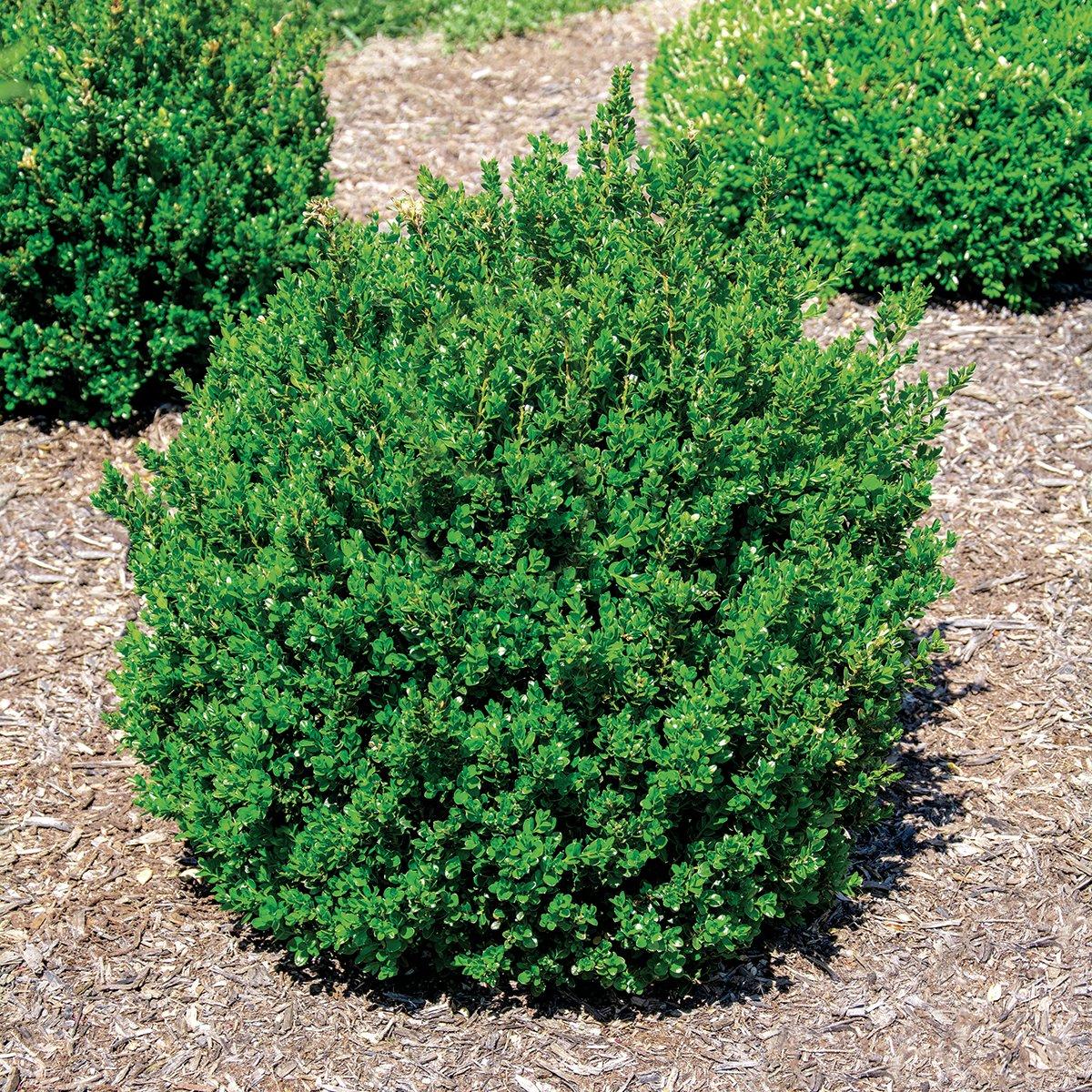 Buxus Microphylla Little Missy - View 14 from www redcrocus com