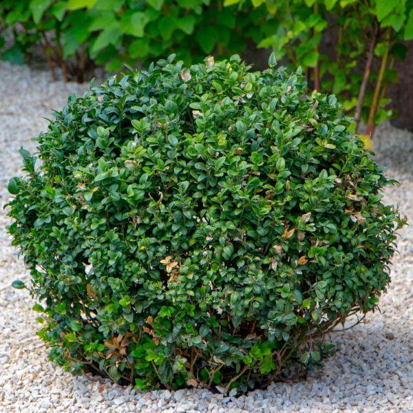 Buxus Microphylla Little Missy - View 15 from www redcrocus com