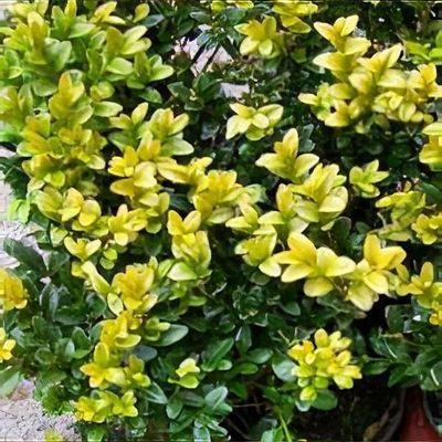 Buxus Microphylla Little Missy - View 17 from www redcrocus com