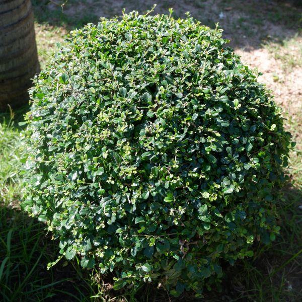 Buxus Microphylla Little Missy - View 18 from www redcrocus com