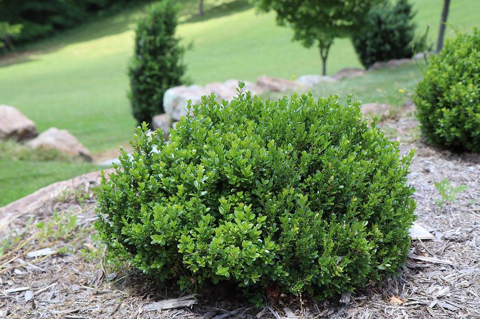 Buxus Microphylla Little Missy - View 2 from www redcrocus com