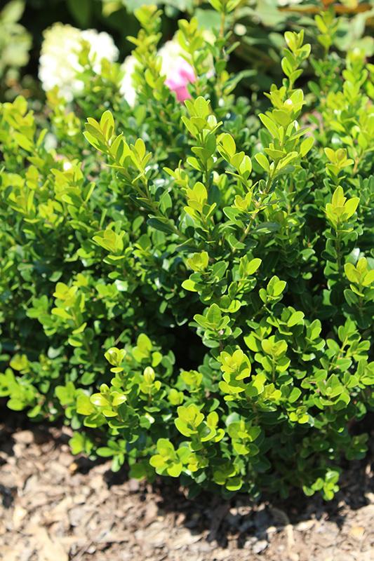 Buxus Microphylla Little Missy - View 5 from www redcrocus com