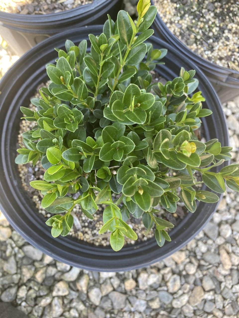 Buxus Microphylla Little Missy - View 6 from www redcrocus com