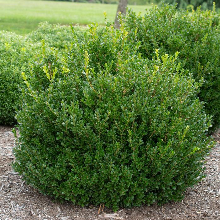 Buxus Microphylla Little Missy - View 8 from www redcrocus com
