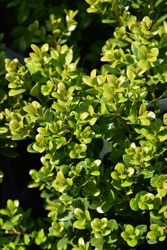 Buxus Microphylla Little Missy - View 9 from www redcrocus com