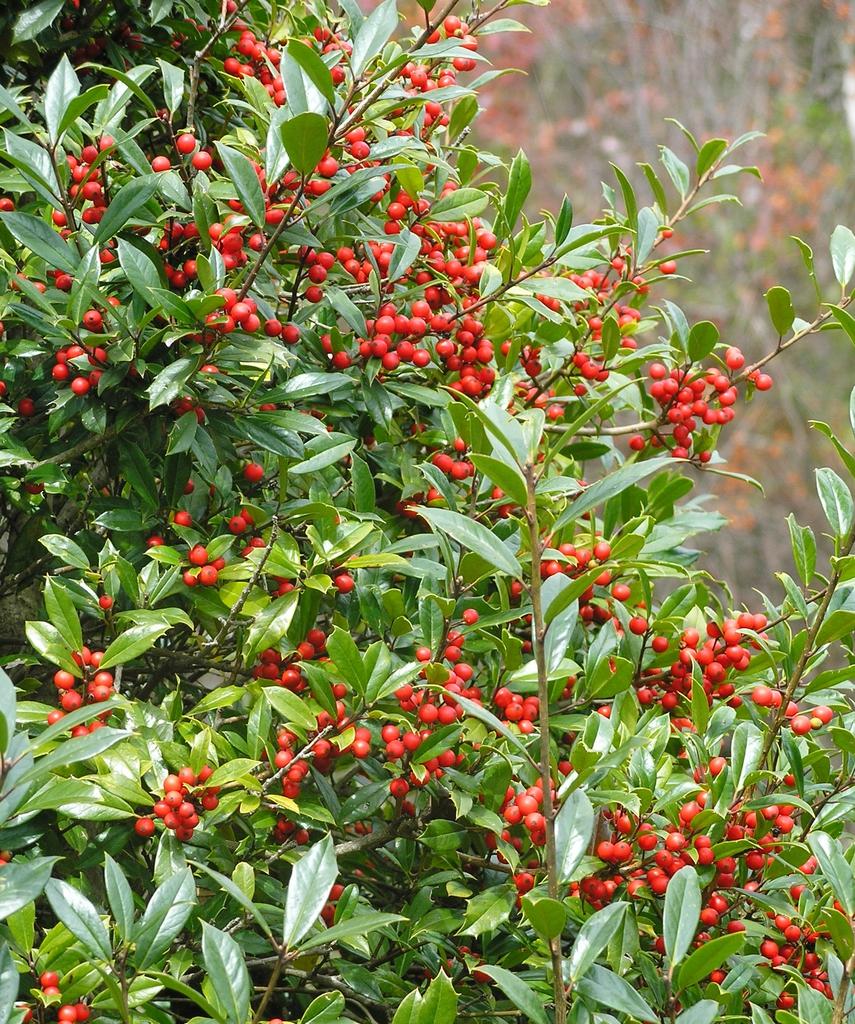 Ilex X Monarch - View 10 from www redcrocus com
