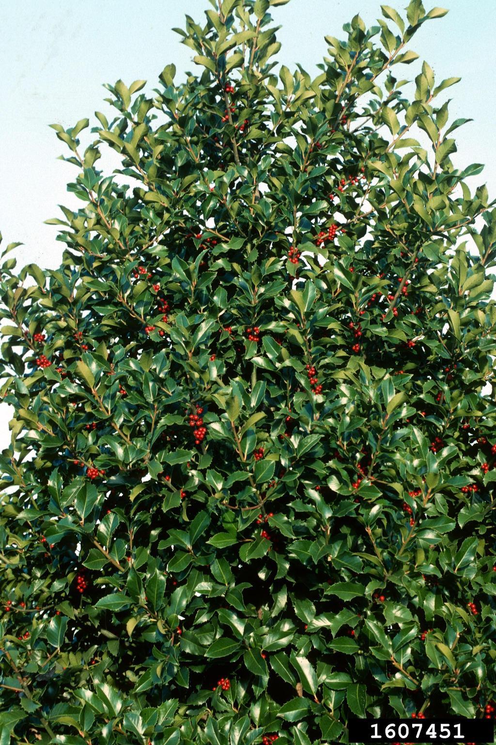 Ilex X Monarch - View 11 from www redcrocus com