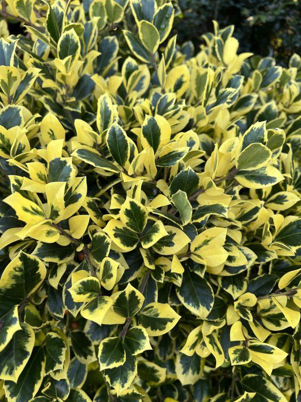 Ilex X Monarch - View 15 from www redcrocus com