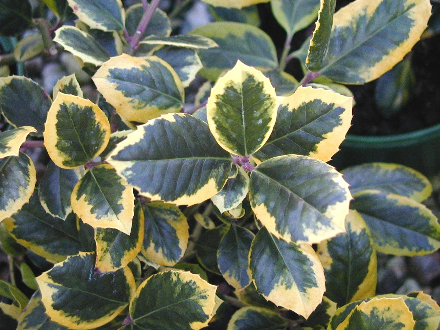 Ilex X Monarch - View 16 from www redcrocus com