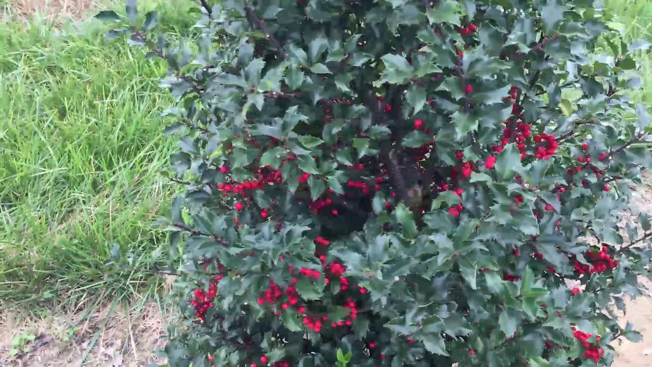 Ilex X Monarch - View 17 from www redcrocus com