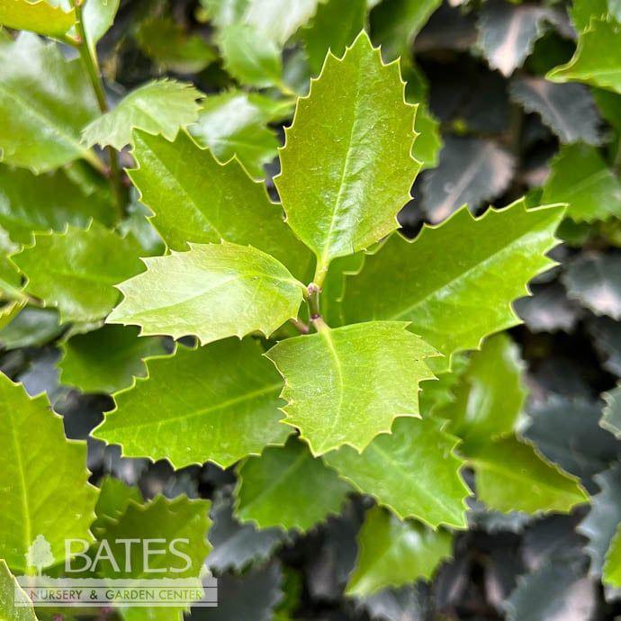 Ilex X Monarch - View 2 from www redcrocus com
