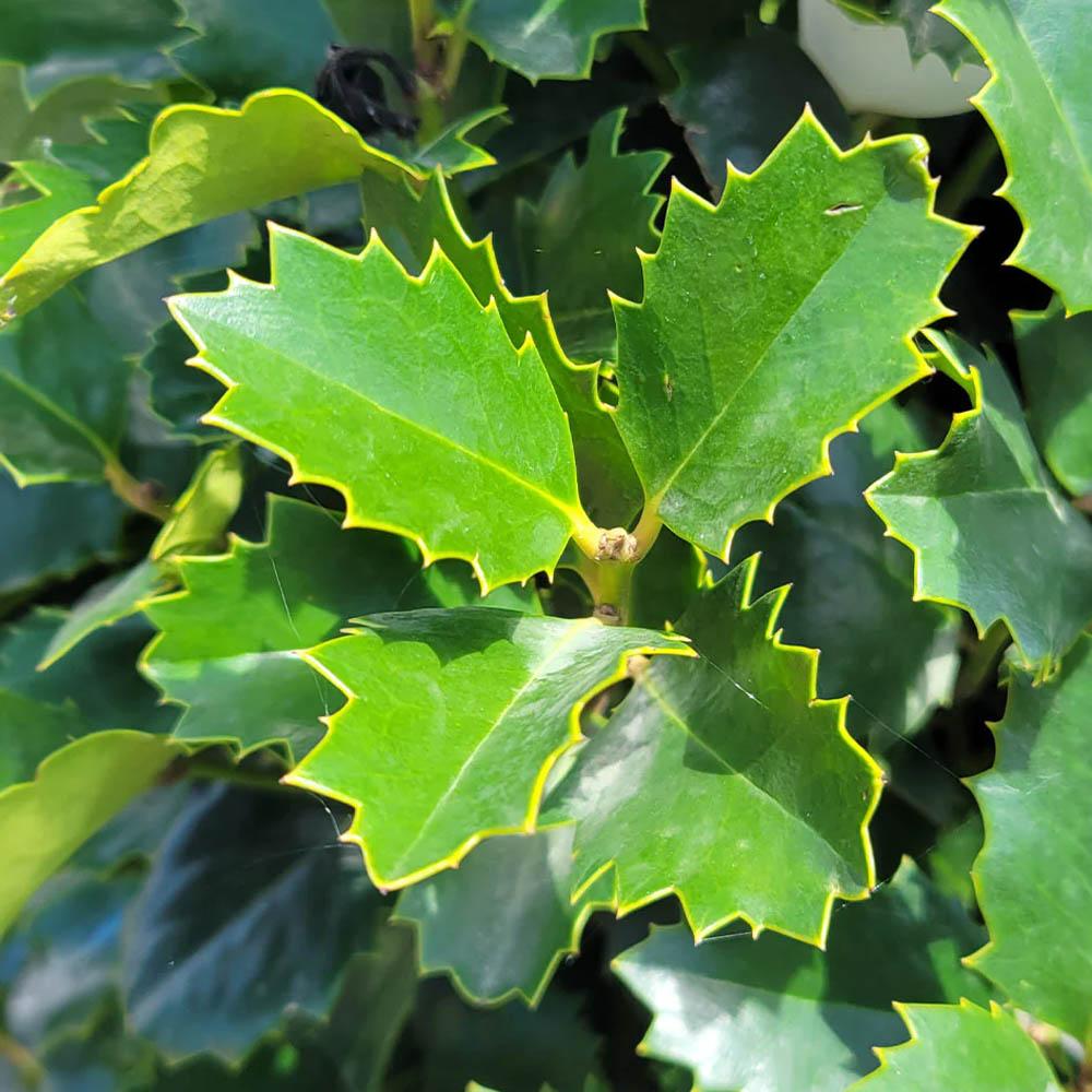 Ilex X Monarch - View 4 from www redcrocus com