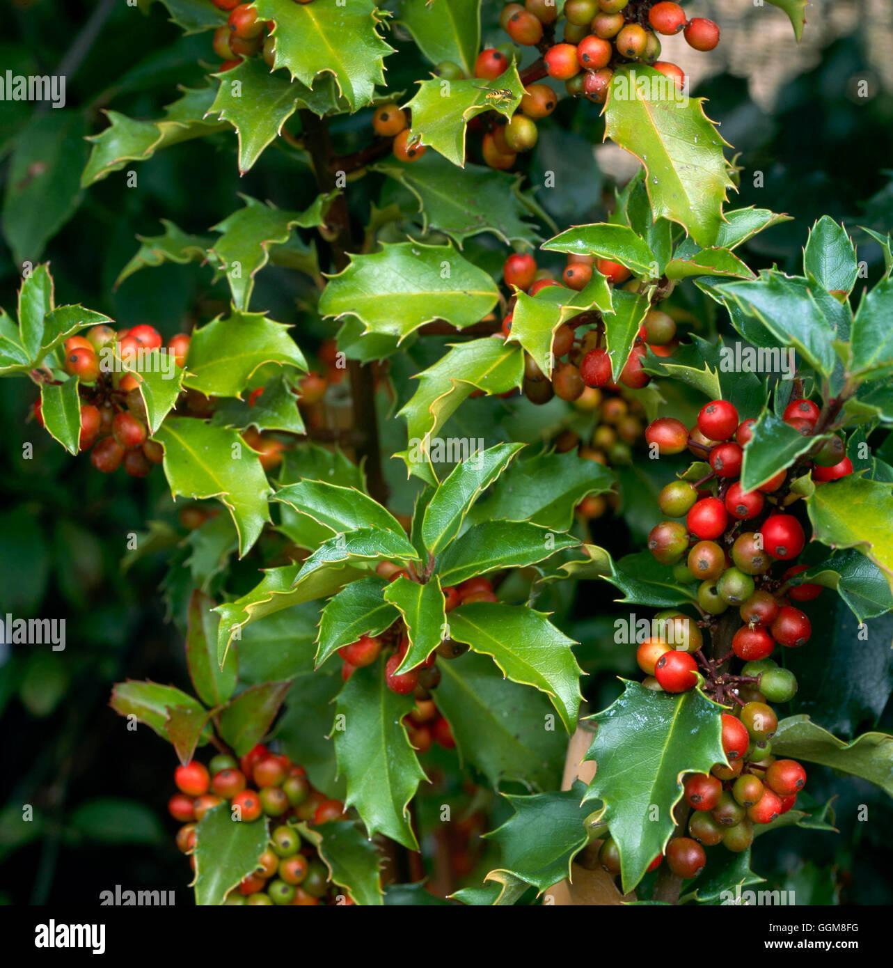 Ilex X Monarch - View 5 from www redcrocus com
