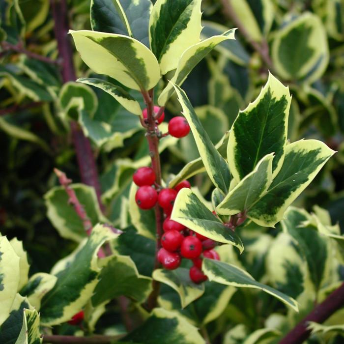 Ilex X Monarch - View 6 from www redcrocus com