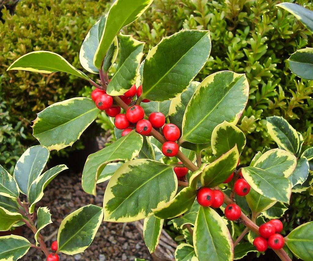 Ilex X Monarch - View 7 from www redcrocus com