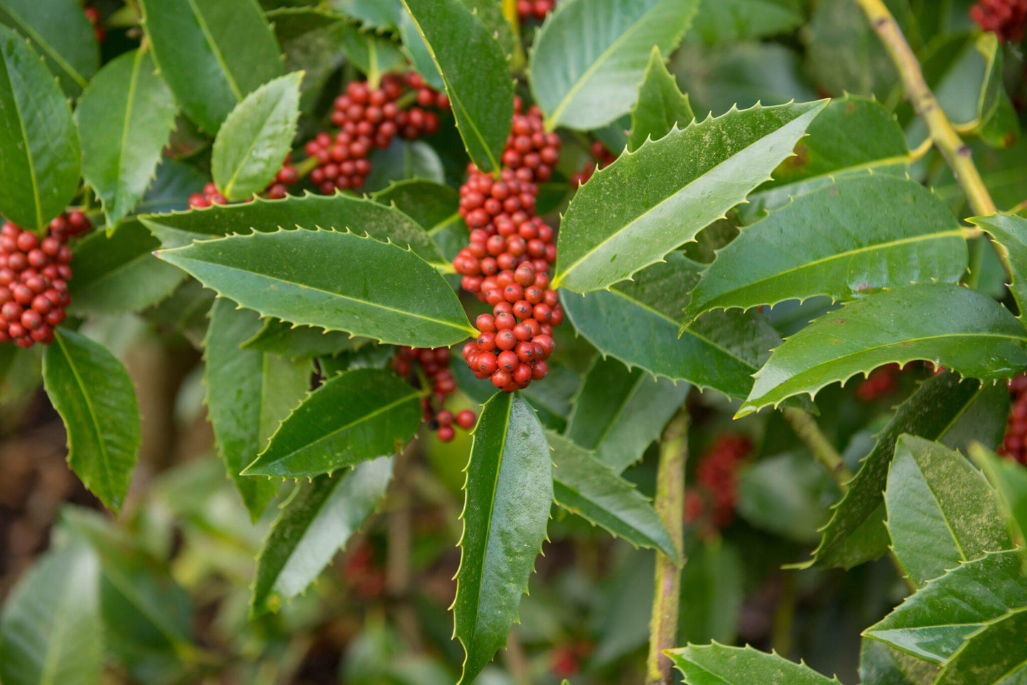 Ilex X Monarch - View 8 from www redcrocus com