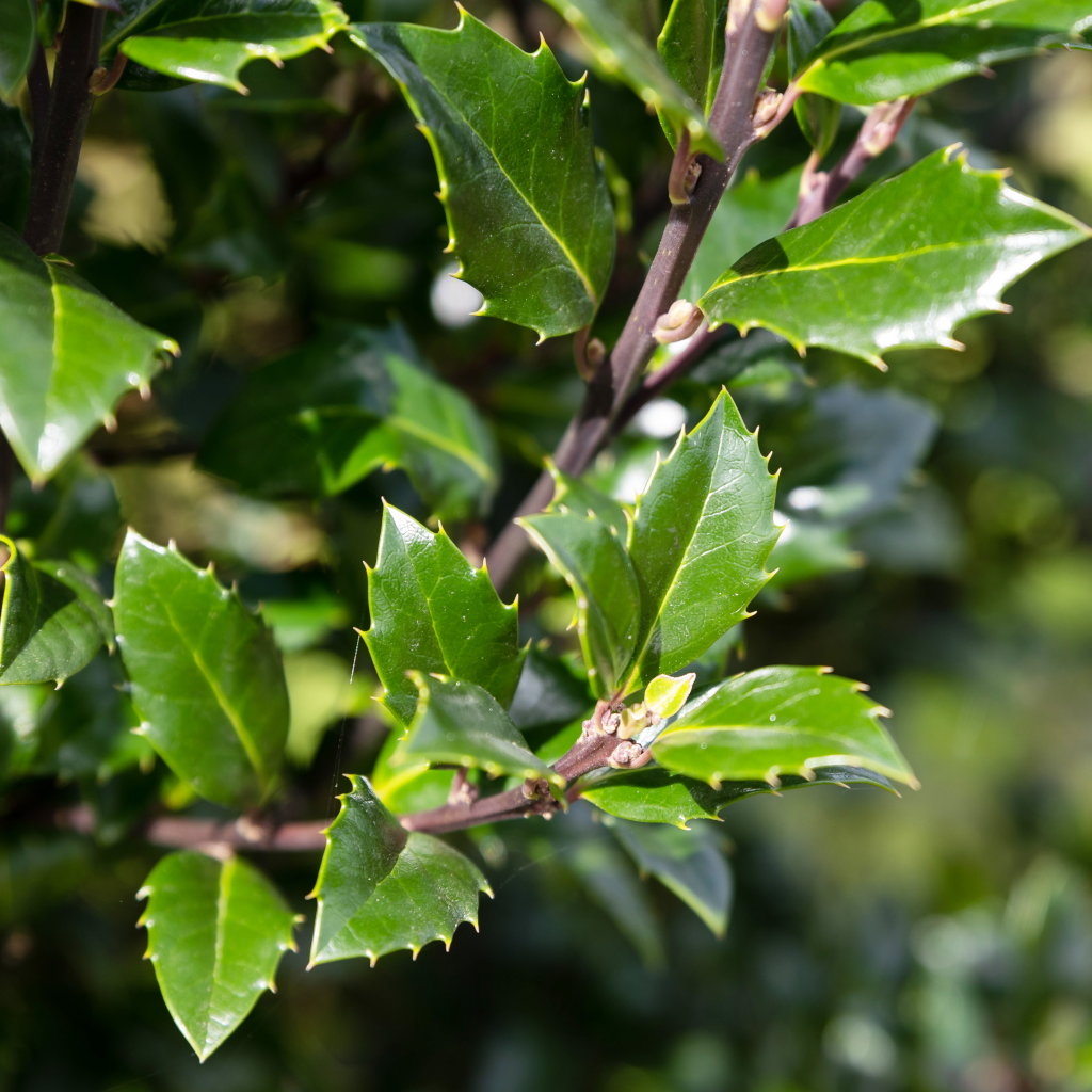 Ilex X Monarch - View 9 from www redcrocus com