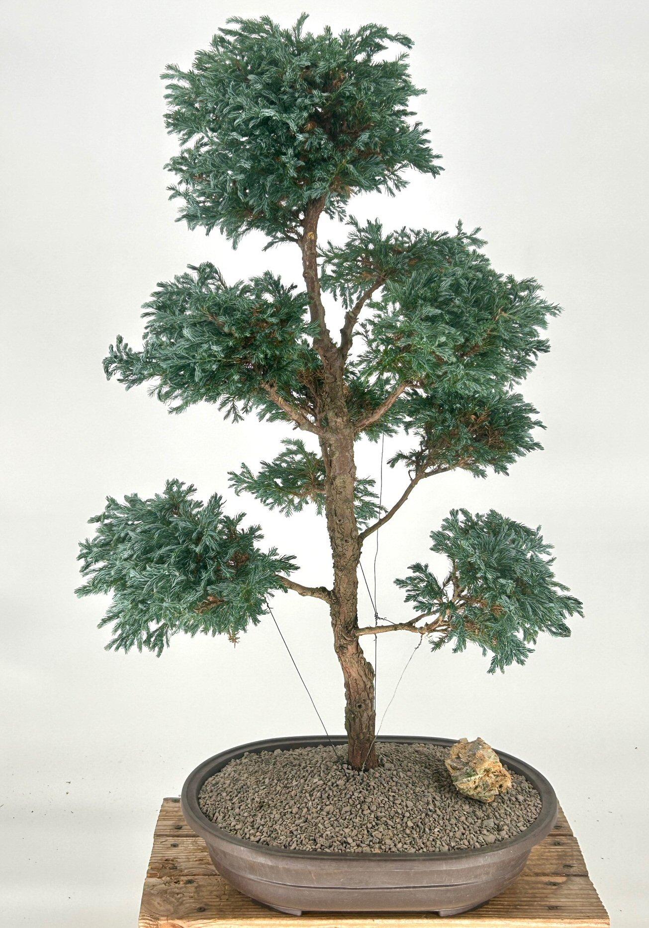Chamaecyparis Pisifera 'cyano Viridis', Mini Evergreen - View 10 from www redcrocus com