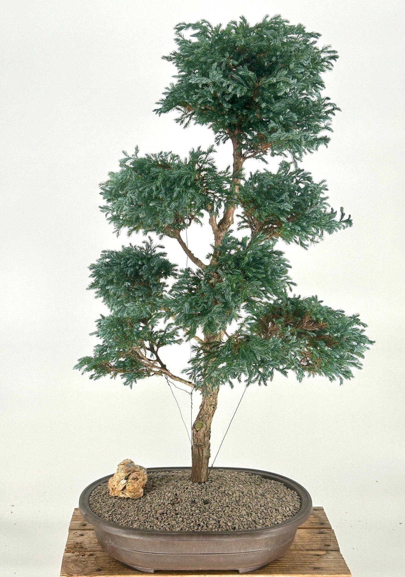 Chamaecyparis Pisifera 'cyano Viridis', Mini Evergreen - View 11 from www redcrocus com