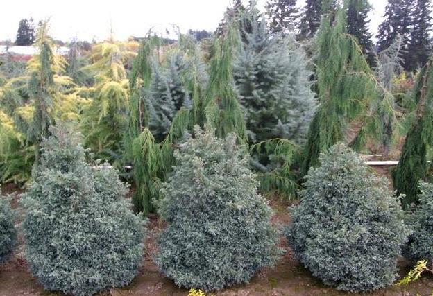 Chamaecyparis Pisifera 'cyano Viridis', Mini Evergreen - View 13 from www redcrocus com