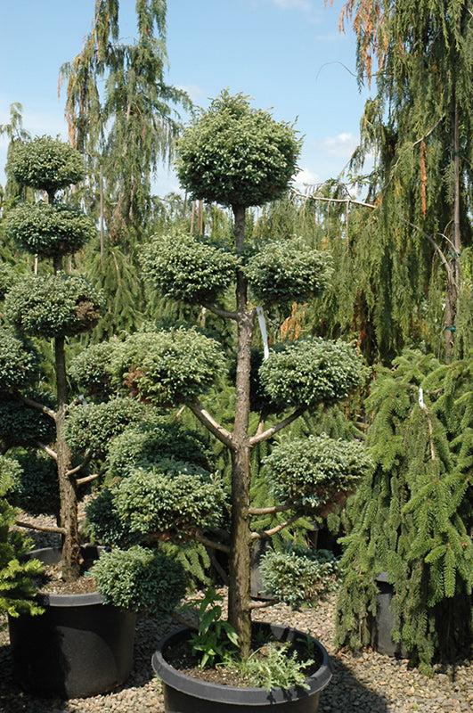 Chamaecyparis Pisifera 'cyano Viridis', Mini Evergreen - View 16 from www redcrocus com