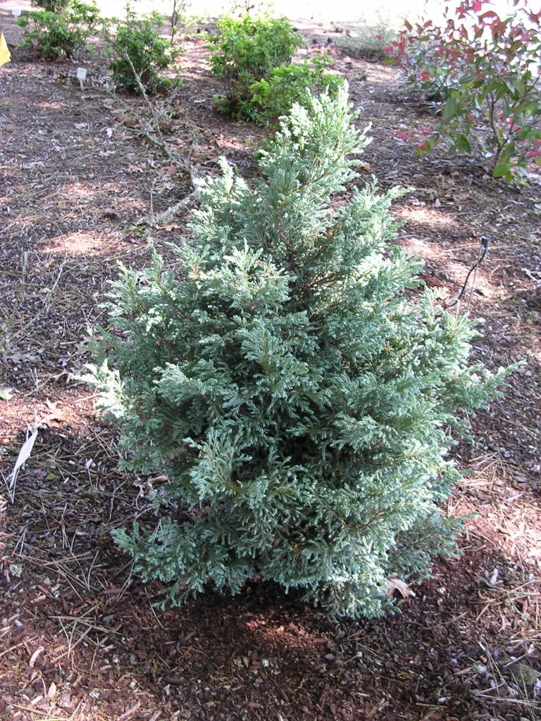 Chamaecyparis Pisifera 'cyano Viridis', Mini Evergreen - View 18 from www redcrocus com