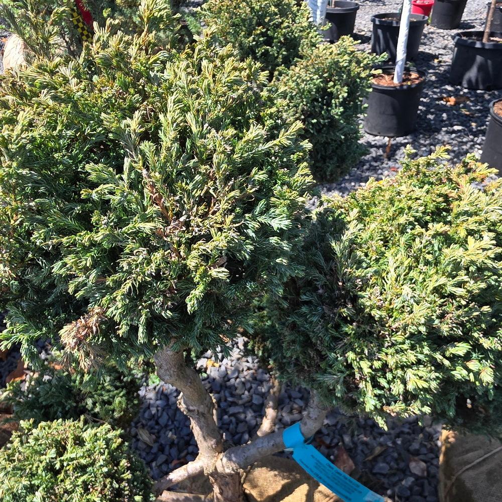 Chamaecyparis Pisifera 'cyano Viridis', Mini Evergreen - View 19 from www redcrocus com