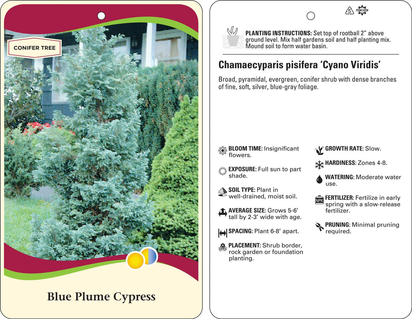 Chamaecyparis Pisifera 'cyano Viridis', Mini Evergreen - View 20 from www redcrocus com