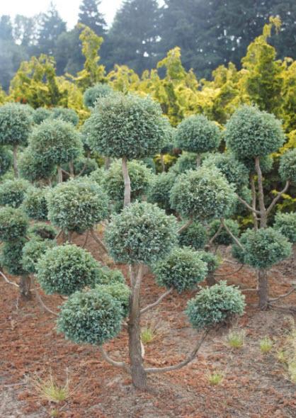 Chamaecyparis Pisifera 'cyano Viridis', Mini Evergreen - View 21 from www redcrocus com