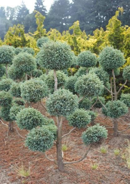Chamaecyparis Pisifera 'cyano Viridis', Mini Evergreen - View 22 from www redcrocus com