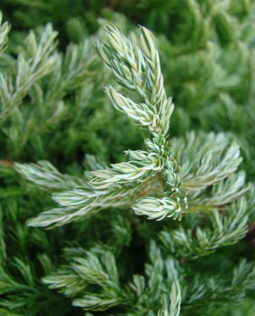 Chamaecyparis Pisifera 'cyano Viridis', Mini Evergreen - View 24 from www redcrocus com