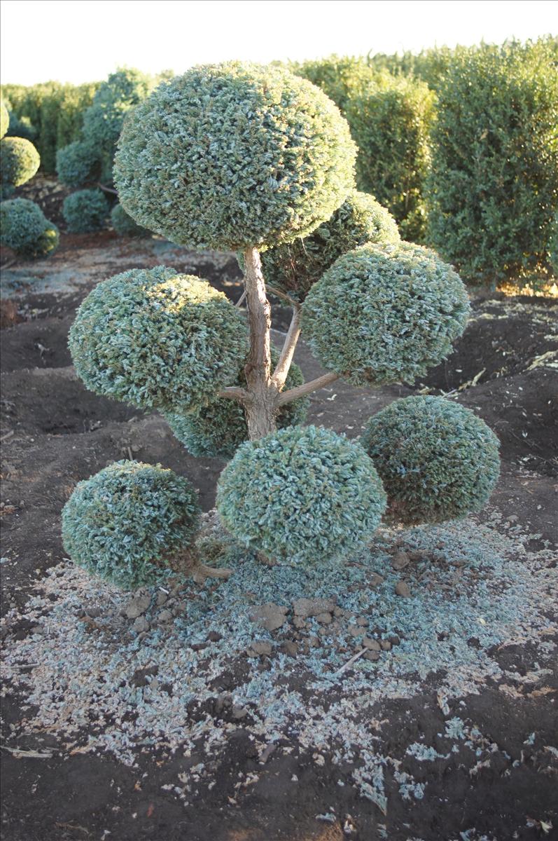 Chamaecyparis Pisifera 'cyano Viridis', Mini Evergreen - View 25 from www redcrocus com