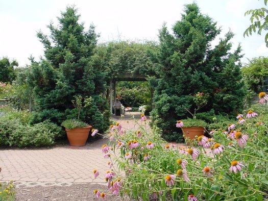 Chamaecyparis Pisifera 'cyano Viridis', Mini Evergreen - View 26 from www redcrocus com