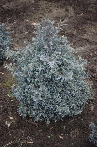 Chamaecyparis Pisifera 'cyano Viridis', Mini Evergreen - View 27 from www redcrocus com